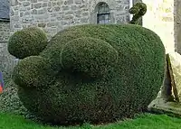 A topiary pig in Halton, Northumberland