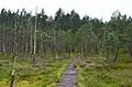 Pine forest by the edge of the raised bog