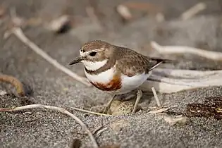 Banded dotterel