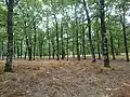 Landscape in Foloi oak forest.