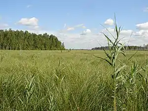 Rivne Nature Reserve