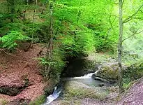 Forest near the village