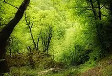 Forest near the village