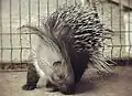 Indian porcupine