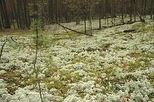 Pripyshminskiye Bory NP