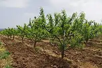 Peach orchard in Sirkovo, North Macedonia