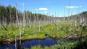 Kerzhenets Zapovednik