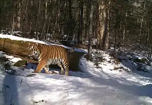 Amur Tiger in Bastak Zapovednik