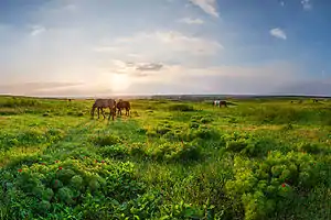 Ukrainian Steppe Nature Reserve