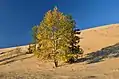 Solitary dwarf pines and larchs