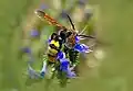 M. maculata flavifrons with yellow setae on the abdomen.