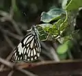 Wet-season form in Beit She'an Valley, Israel