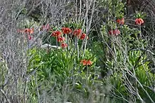 Fritillaria Imperialis in Dena, Iran