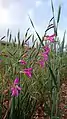 Wild Gladiolus, Behbahan, Iran