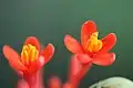 Jatropha podagrica Close up Flowers