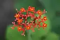 Jatropha podagrica in Thailand