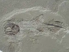 Phanerosteon was a Bony fish belonging to the extinct order Palaeonisciformes.