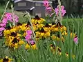 Rudbeckia with gladiolus in Japan