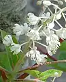 Closeup of flowers