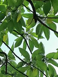 Leaves alternate, clustered at the ends of the branches.