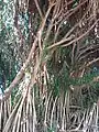 Aerial roots