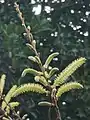 Male catkins with golden yellow flowers