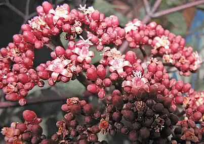 Inflorescence