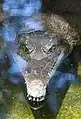 Freshwater crocodile