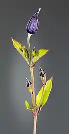 Buds and young leaves