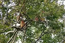 A group of Proboscis monkeys by the river Kinabatangan