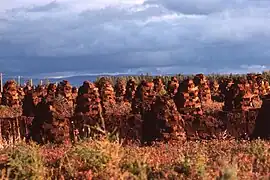 Peat bog and peat to dry