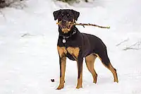 Female Rottweiler