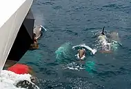 "Type B" orcas off South Georgia