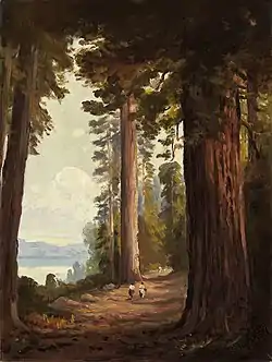 Image of Redwood trees in California