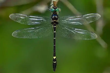 Dorsal view (male)