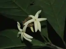 White flowers with long, thin petals belonging to Amphirrhox longifopia on Rio Ventuari, Venezuela