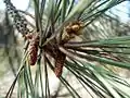 Strobili on a Torrey pine