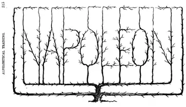 Illustration from: Charles R. Baker's Practical and scientific fruit culture (Boston: Lee & Shepard, 1866)