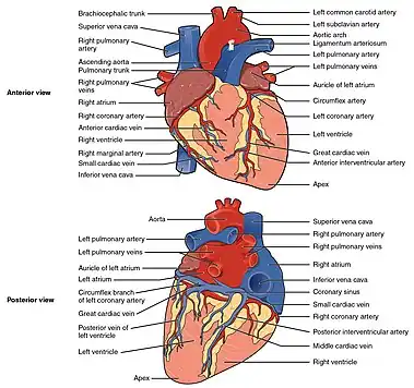 The human heart viewed from the front and from behind