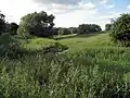 Looking over Green's Beck near Upsall Grove.