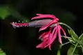 Close-up on flower