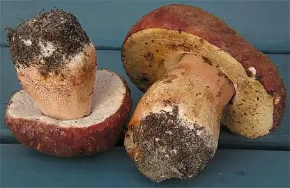 Undersides of collected specimens