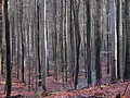 A walking path in December