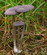 Entoloma mougeotii