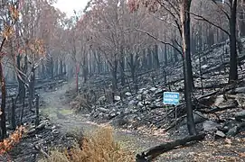 Lake Mountain toboggan run burnt.