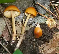 Conocybe subovalis