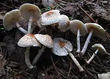 Lepiota cristata