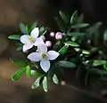 Flowers just opening in early September