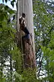 Little Red Toolangi Treehouse protest in Toolangi State Forest