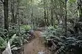 Yea River near Little Red Toolangi Treehouse protest in Toolangi State Forest